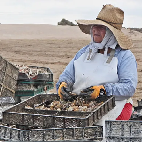 OysterXperience